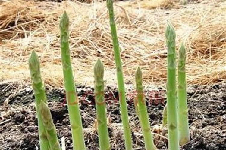 芦笋高产施肥技术