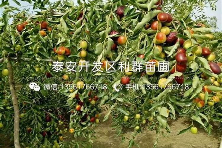 枣树用什么肥料又大又甜,枣树苗上什么肥长得快结果多