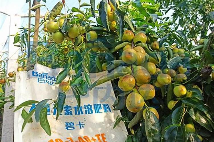 盆栽枣树的种植方法 为你推荐最简单的方法