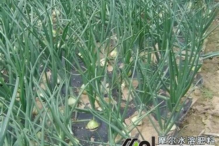 种植洋葱,要想高产稳产,应该如何进行施肥呢？