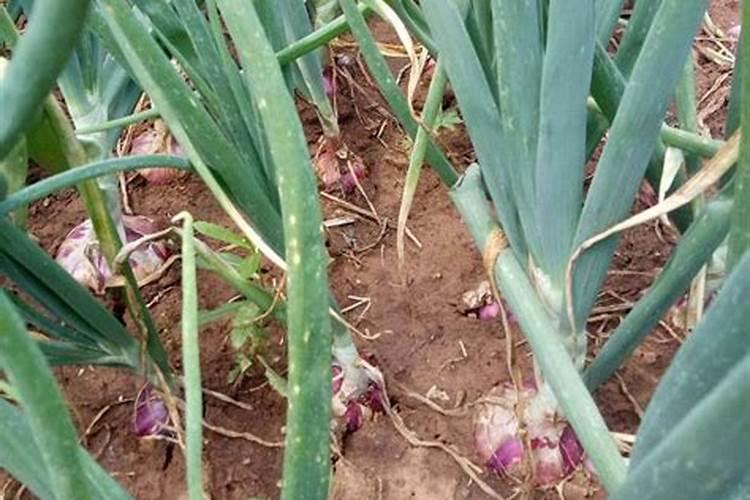 种植洋葱,要想高产稳产,应该如何进行施肥呢？