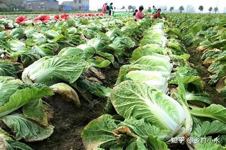 白菜不包心怎么办 包心期如何浇水