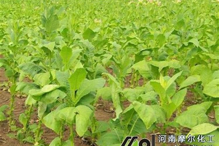 烟叶种植的技术和方法有什么 这三点要注意好!