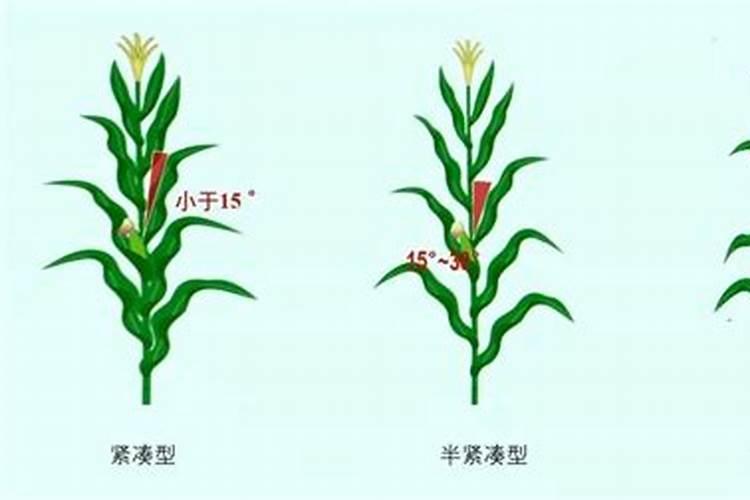 优旗698玉米品种介绍
