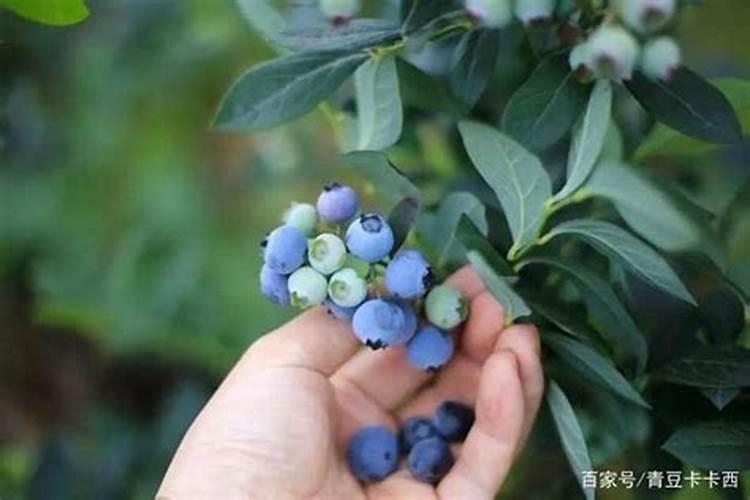 蓝莓用什么肥料？