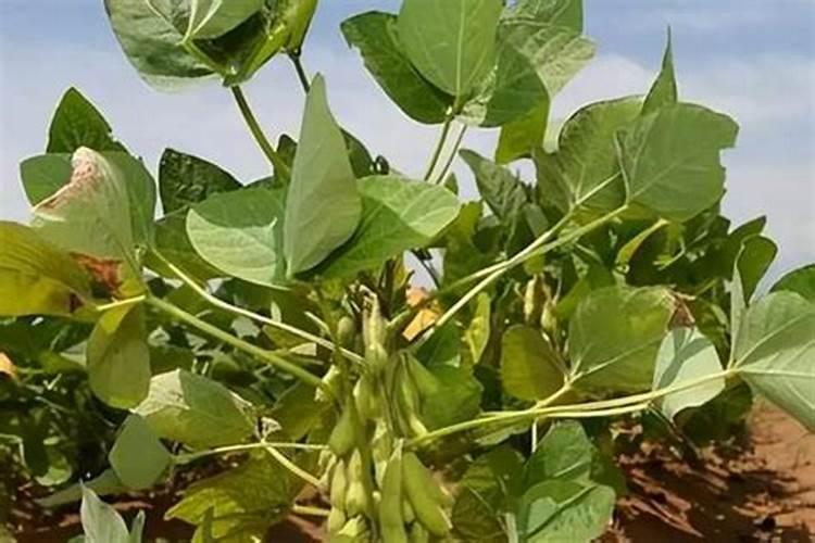 毛豆结荚期早衰怎么办