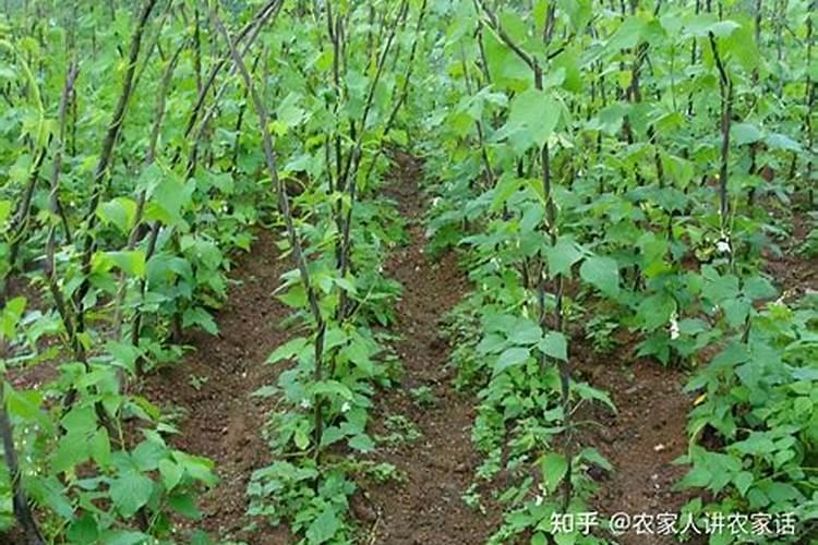 四季豆长起来了什么时候可以施肥？
