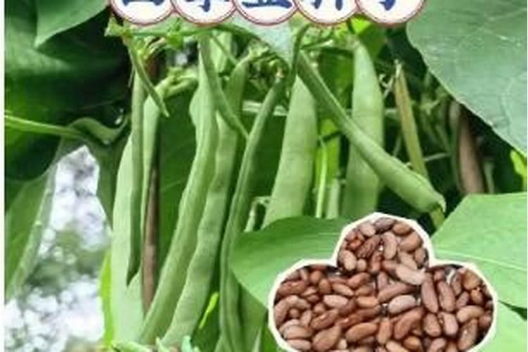 四季豆发芽多久后施肥