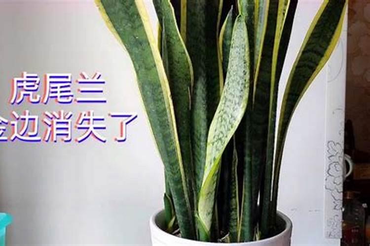 如何让虎皮兰金边宽大