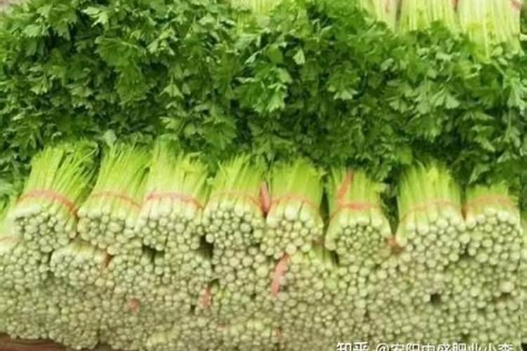 芹菜用哪种追肥好