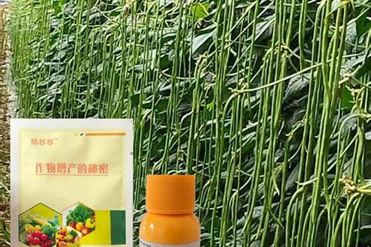 豆角结荚期怎样施肥 注意事项有哪些