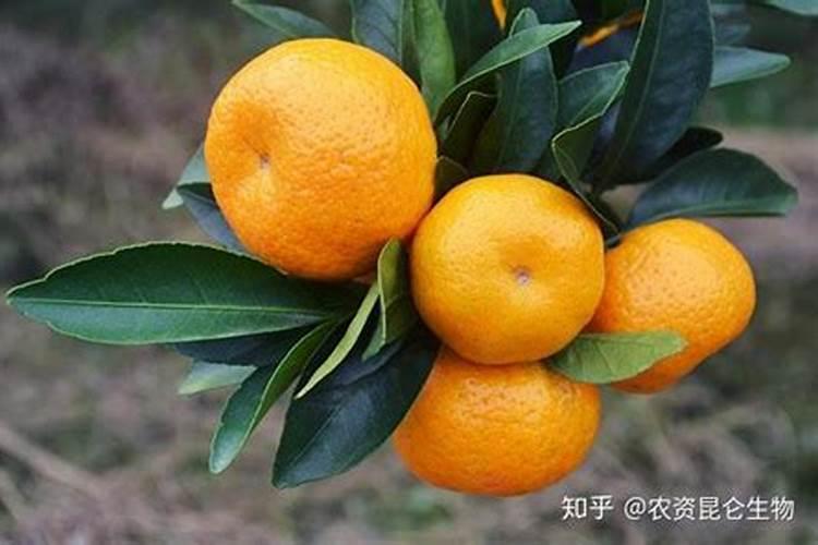 喷什么药能使沙糖桔果仔青绿