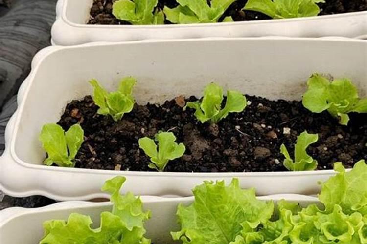 小白菜的肥料需求大,小白菜要增施钾肥吗？