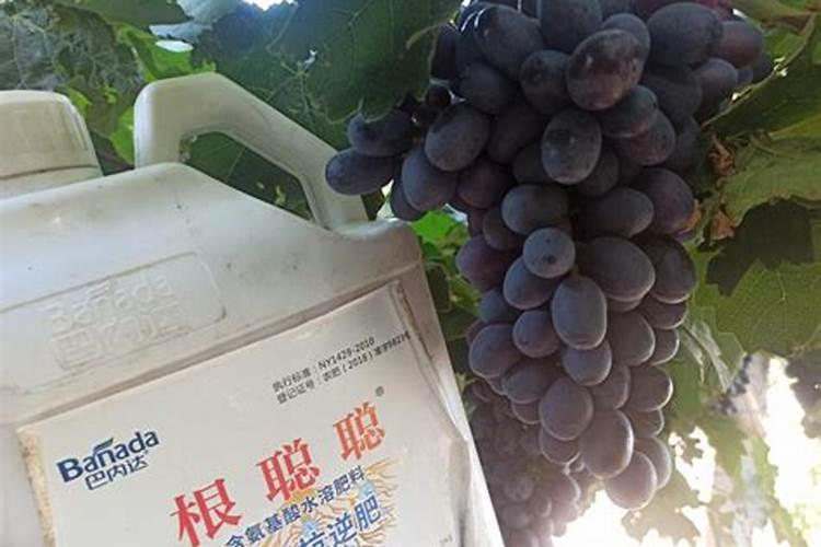葡萄膨果肥用什么肥最好,葡萄的施肥时间是哪个时候