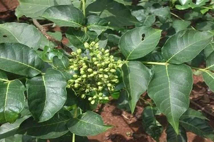 为什么天旱不能用除草剂