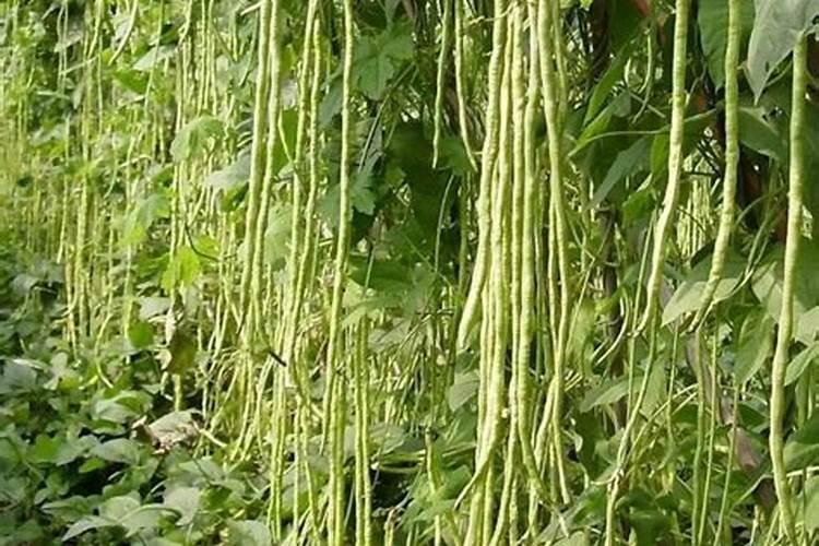 豇豆追肥用什么肥料好