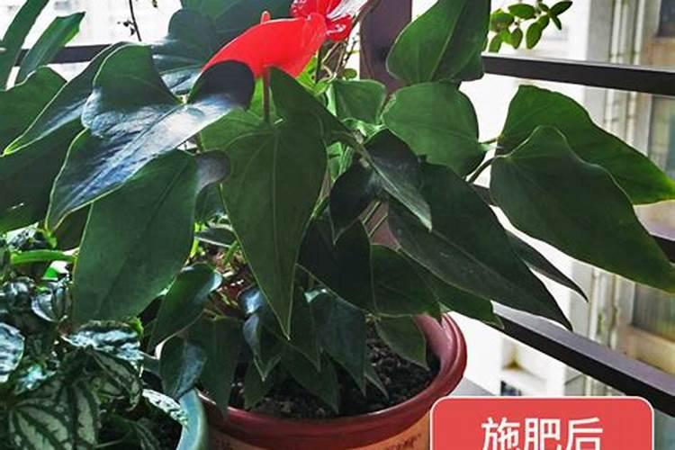 红掌专用肥可以用在其他植物上吗？