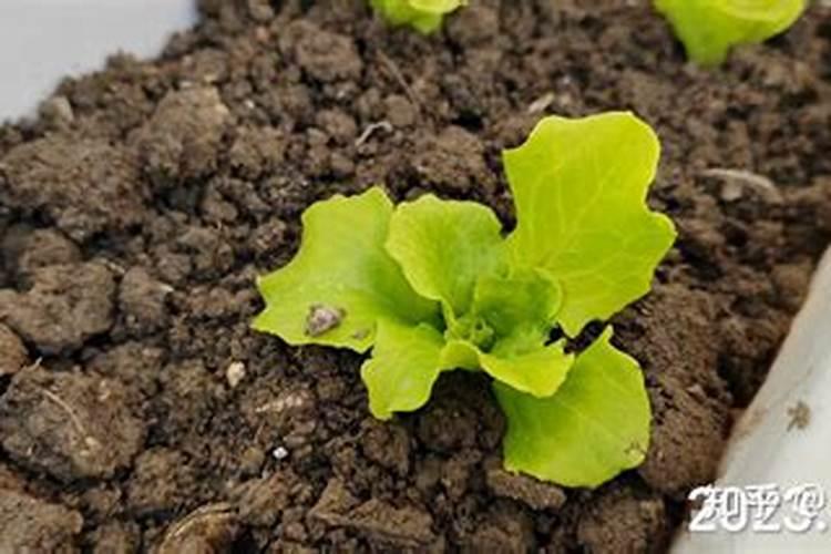生菜怎么种植方法如下(怎么种生菜种子出苗又快又好)