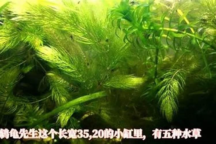 ...了种子生菜种子,发芽后就放在定植海绵里,但是基本上都没有生根...