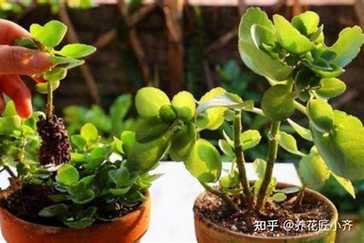 ...了种子生菜种子,发芽后就放在定植海绵里,但是基本上都没有生根...