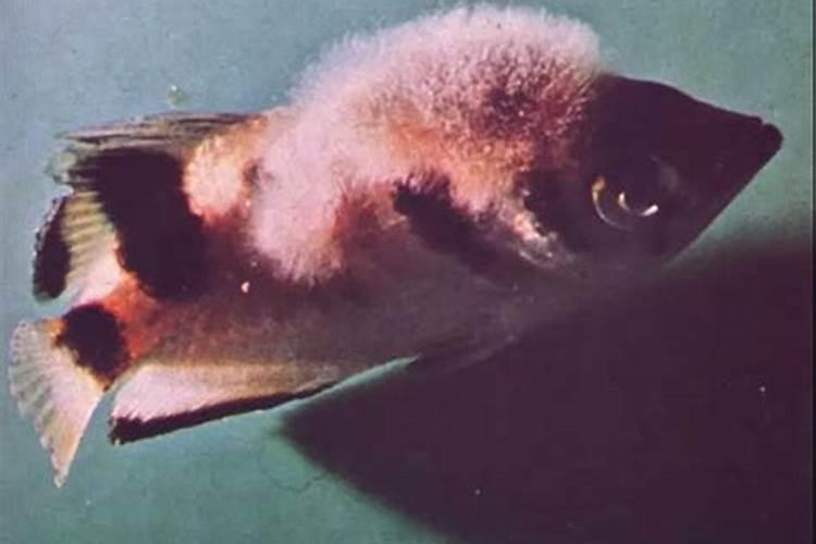 月季花移栽后多久可以施肥