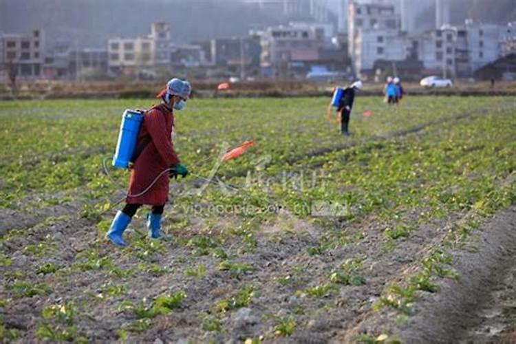 瓜果蔬菜叶面肥的正确使用方法(什么时候打叶面肥好)