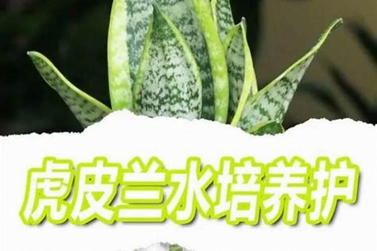 虎皮兰用什么肥料最好