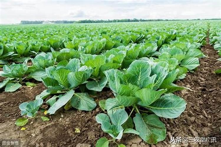甘蓝菜的施肥方法 如何正确给甘蓝菜施肥
