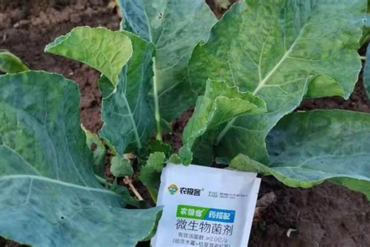 菜花怎样合理施肥？