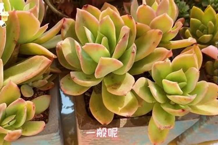 多肉叶片肥可以吧(多肉可以叶面施肥吗)