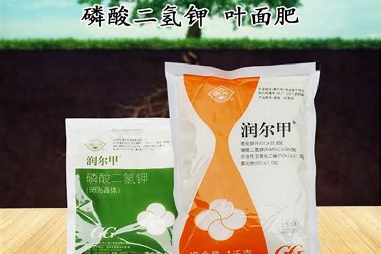 无花果树移植多久施肥 无花果树移植后需要多久开始施肥