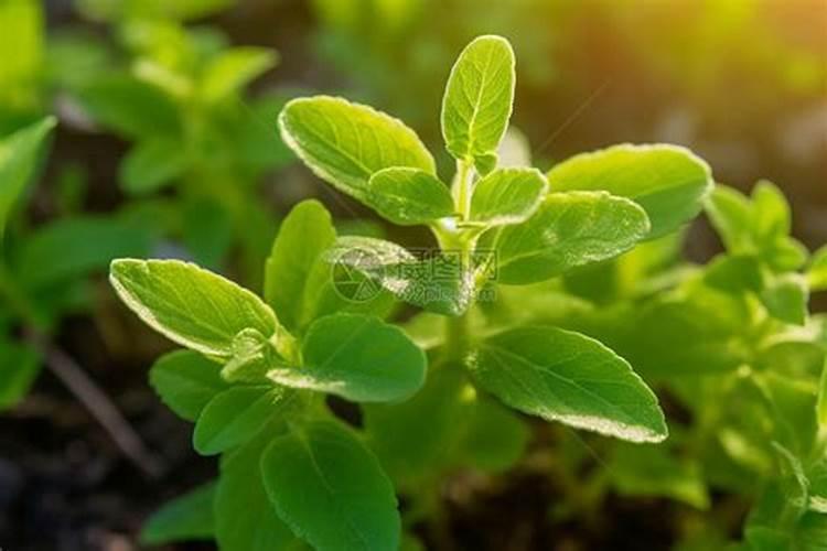 甜叶菊打什叶面肥效果好？