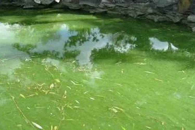 水体富营养化是什么藻