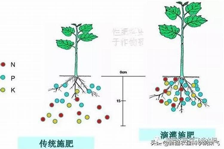 氮肥的施用有哪些要求？