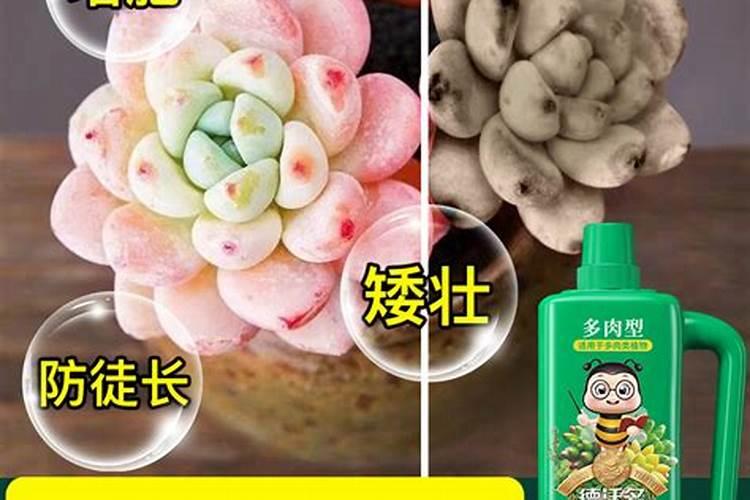 多肉用营养液还是肥料