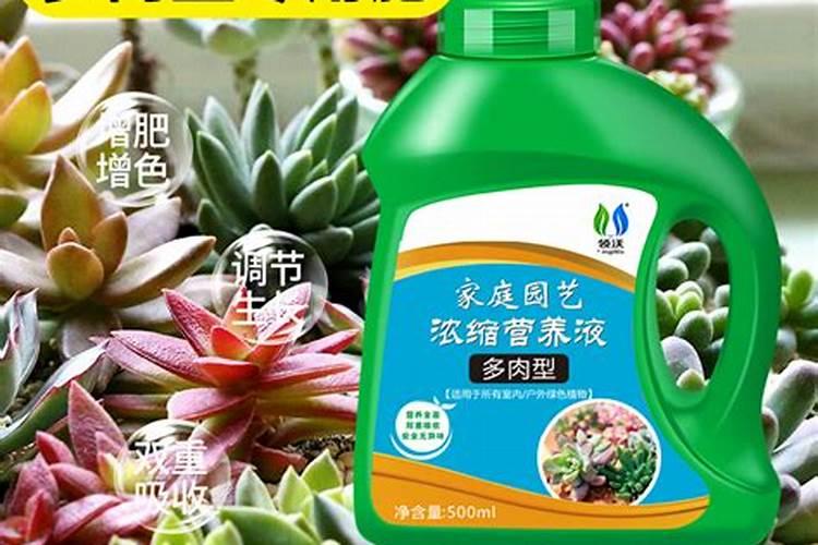 多肉能不能浇营养液