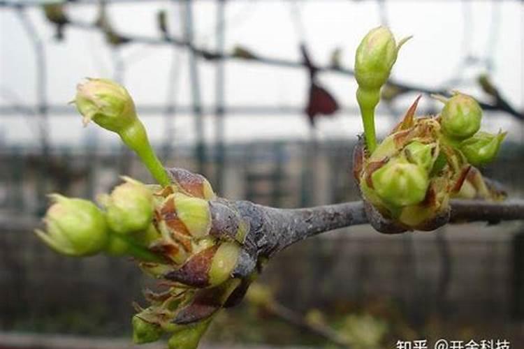 葡萄硼肥什么时候打最好？开花前？还是花期打？