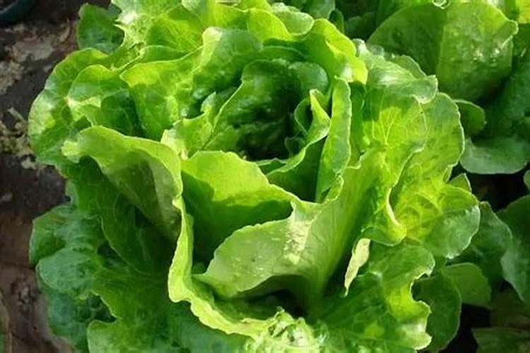 生菜叶片增厚用什么叶面肥