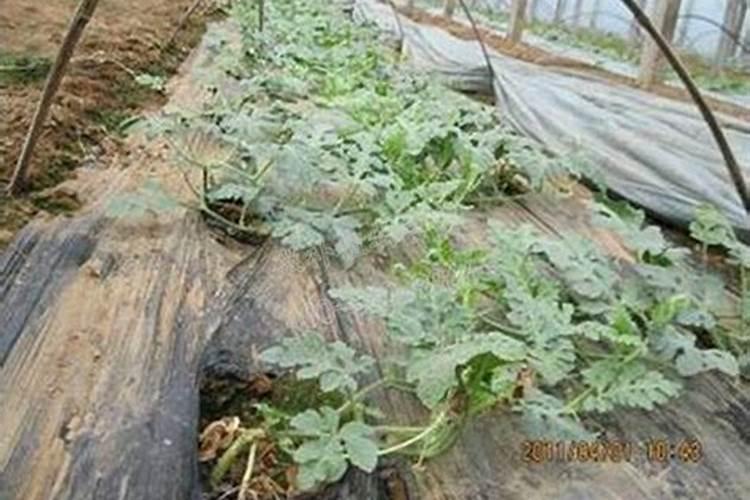 种西瓜用什么肥料最好