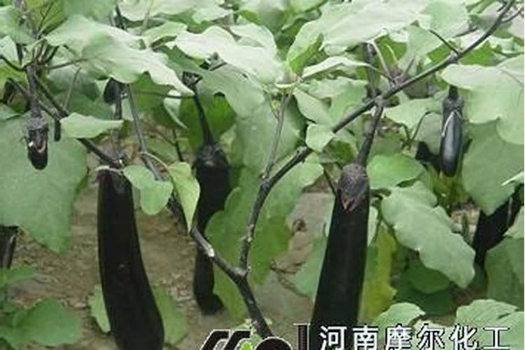 茄子幼苗期施什么肥好