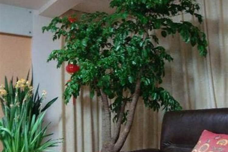 幸福树换盆后如何施肥,勤施淡肥/氮肥和钾肥最好