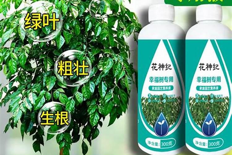 幸福树施什么肥最好 幸福树施哪种肥最好