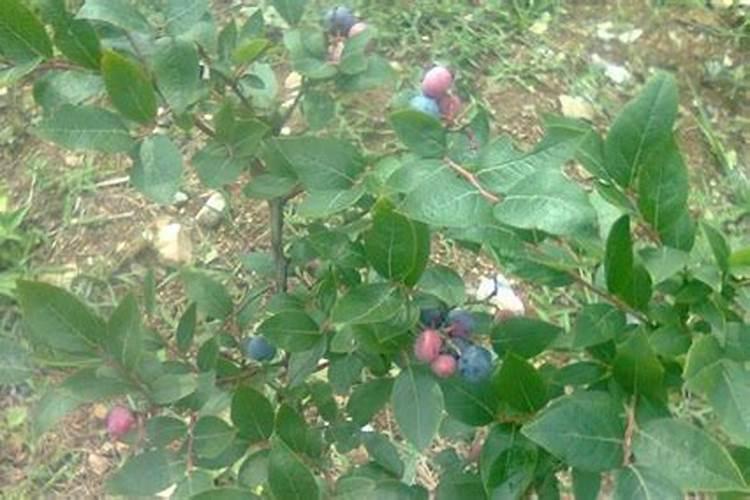 盆栽蓝莓的种植和养护方法