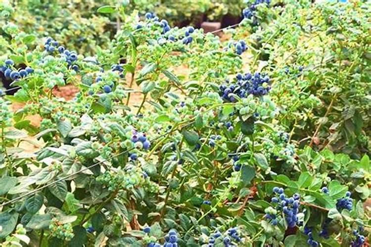种蓝莓专用肥料,附蓝莓的种植方法