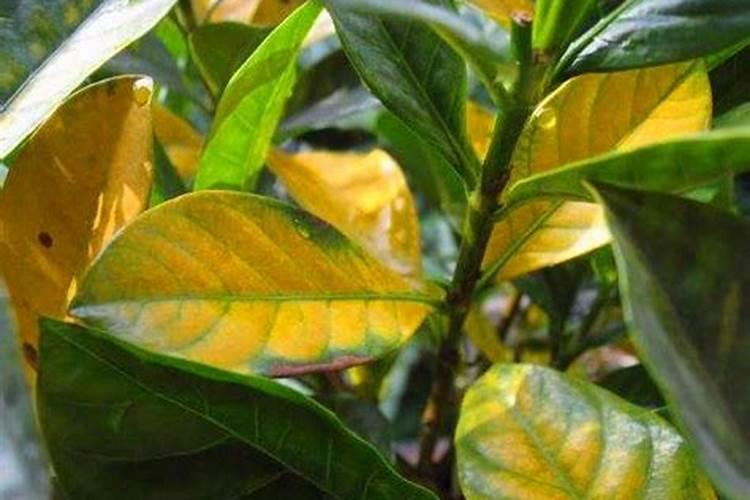 我的栀子花这是怎么了？怎样解决？