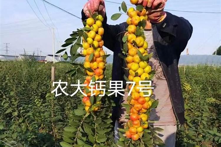 怎样种植欧李