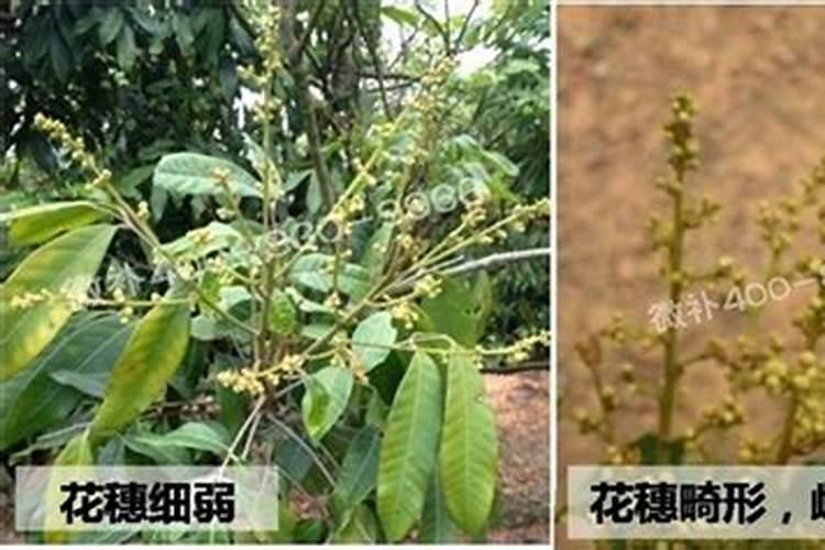 龙眼花期怎么管理 如何管理龙眼花期