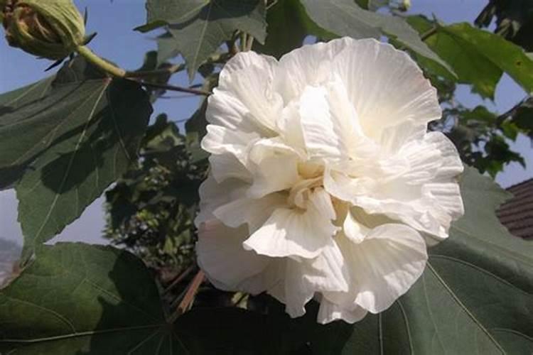 芙蓉花怎么施肥