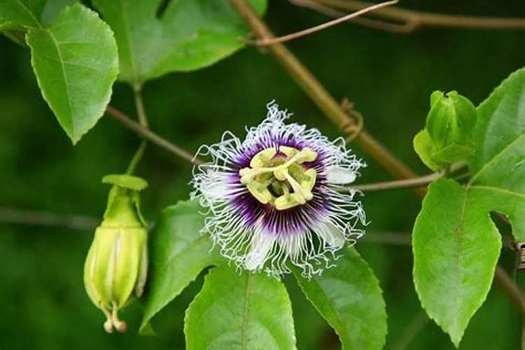 百香果不开花怎么催花