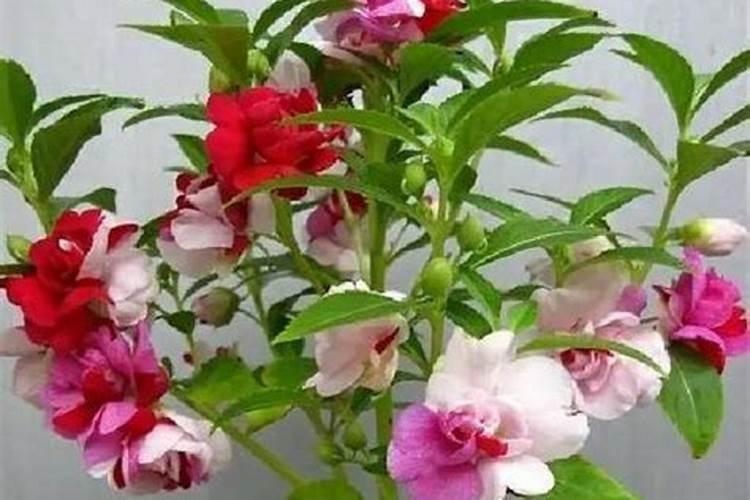 家庭养花想促进植物开花用什么有机肥？